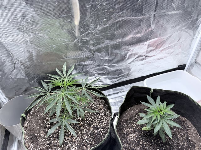 New LADIEZZ — vegetative, day 35
