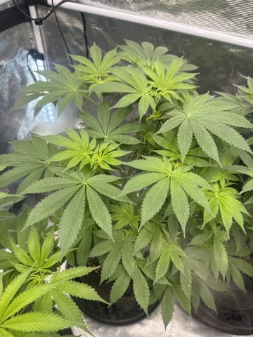  Alaska Thunderfuck — flower, day 48