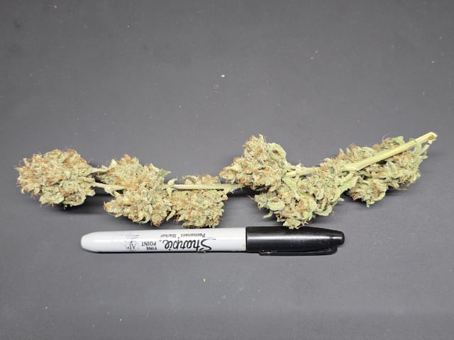 Hydroponic Photos — harvest, day 96