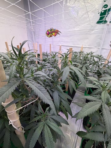 Indoor Grow  — vegetative, day 140