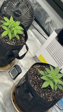 420 Fast Buds  — vegetative, day 25