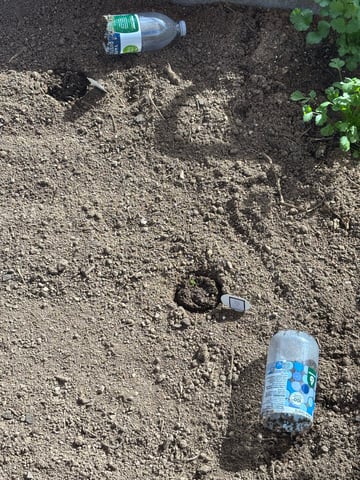 3 seeds  — seedling_rooting, day 5