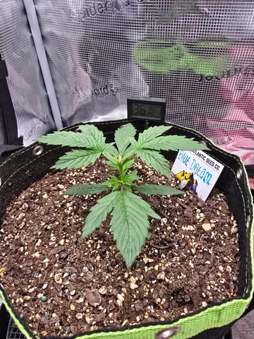 blue dream auto — vegetative, day 20