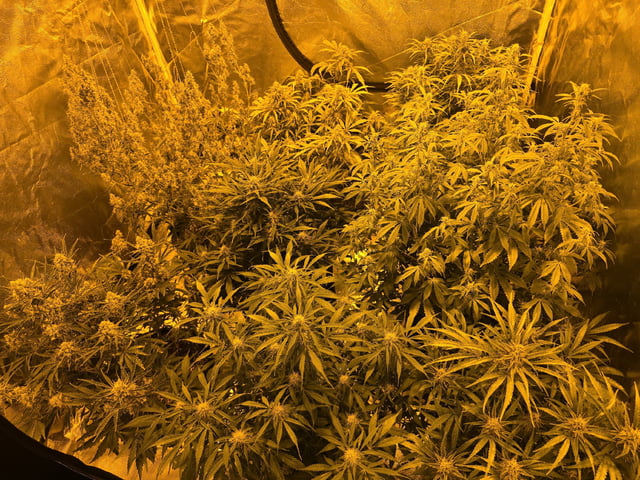 Autos AGAIN — flower, day 67