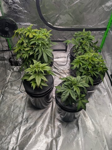 Acapulco Gold  — vegetative, day 45