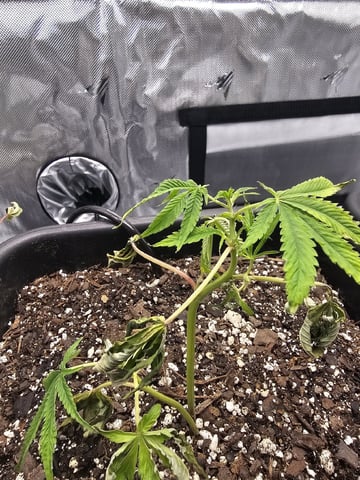 First Grow — vegetative, day 6