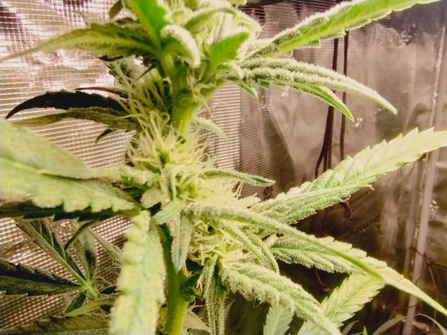 First grow — flower, day 67