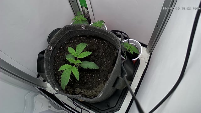 Blue Dream — vegetative, day 17