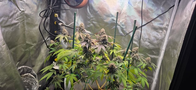 Looking for advice! — flower, day 92