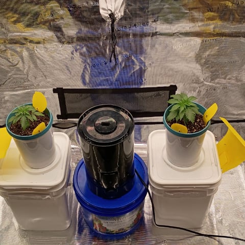 TentPlantLightFan — vegetative, day 22