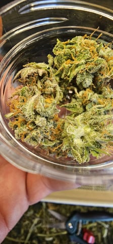 Blueberry  — flower, day 87