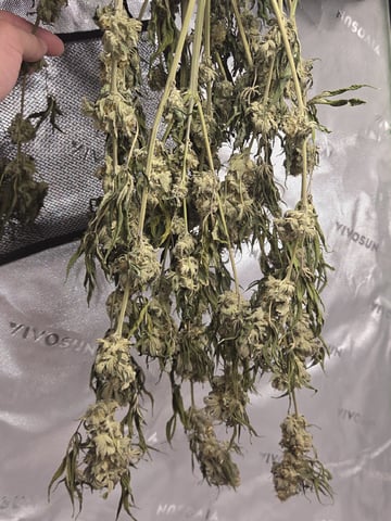Bruce Banner #4  — harvest, day 126