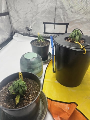 Canadian Sunshine ( Green Avenger Seeds) — grow_setup, day 1