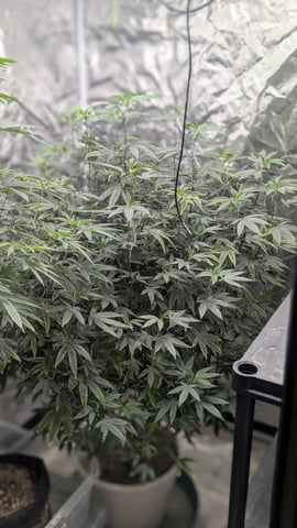 Veg Tent