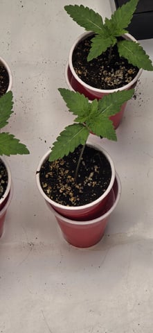 Maple Nectar  — seedling_rooting, day 14