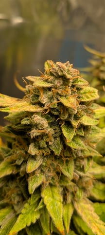 1st grow continued  — flower, day 18