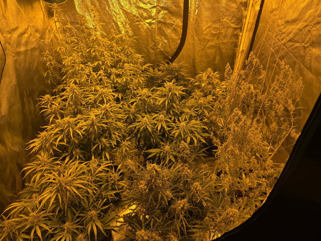 Autos AGAIN — flower, day 72