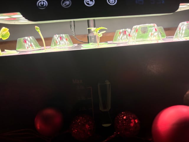 Rc Exotics — seedling_rooting, day 10