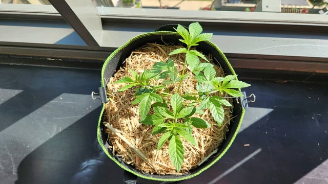 Royal Highness — vegetative, day 43