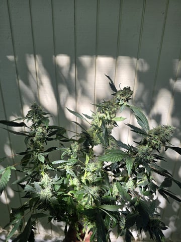 Glookies by Barneys Farm — harvest, day 98