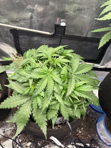 Batch #3 — vegetative, day 14