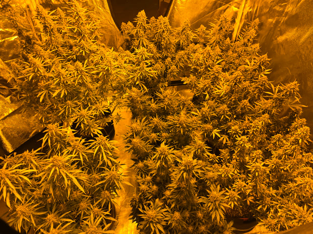 2nd Autoflower Indoor Grow — flower, day 94