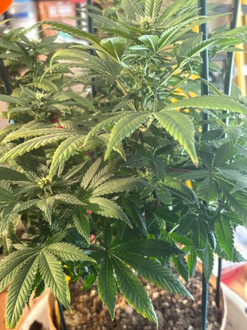 Black Hulk 3 gallon bag  — flower, day 21