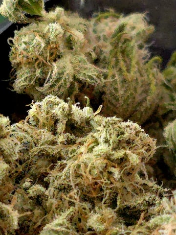 Dirty Bird - Thousand Island Fem & Platinum Kush Breath Remix x Grape Cakehead Fem Photo  — harvest, day 136