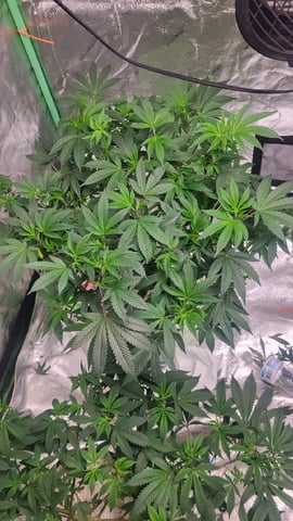 1st grow indoors(cardboard box to 2x2x4 to 5x5x6) — vegetative, day 66