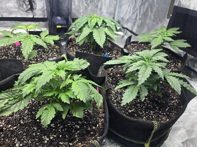 Autos AGAIN — vegetative, day 25