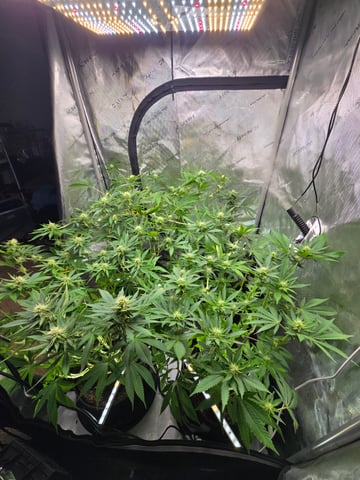 Purple Haze  — flower, day 75