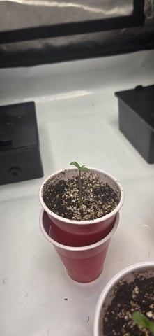 Maple Nectar  — seedling_rooting, day 6