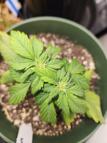 Mephisto Schoolyard Crush Grow-Pop tart OG and Apple Crush — vegetative, day 42