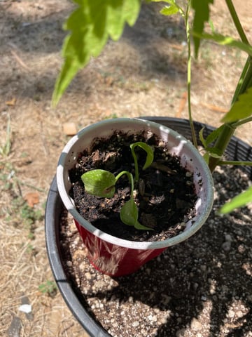  Apollo outdoor — grow_setup, day 1