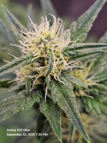 banana purple punch auto — flower, day 7