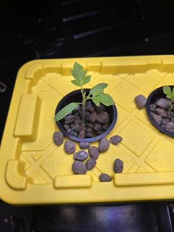 Hydro Roma Tomatoes 
