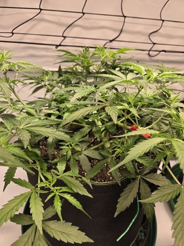 GDP auto 3X5 tent — flower, day 46