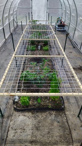 Outdoor 2026 — vegetative, day 2
