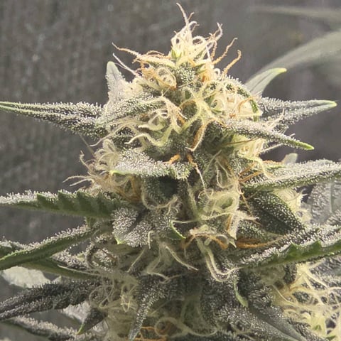 Purple Haze Auto — flower, day 67