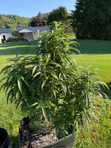 My First Grow — none, day 2