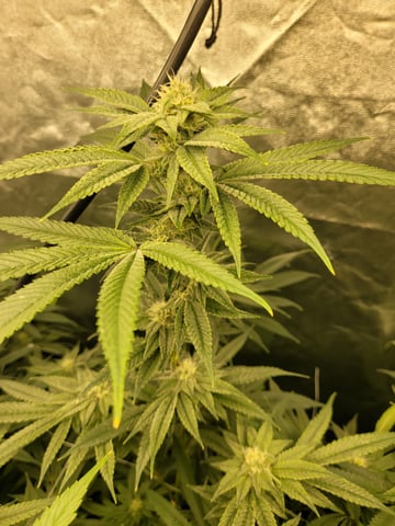 #3 — flower, day 55