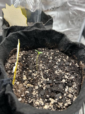First Grow.. How am I doing? — seedling_rooting, day 1