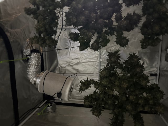 Green Gelato — flower, day 116