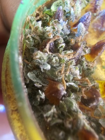 bubblegum  — harvest, day 36