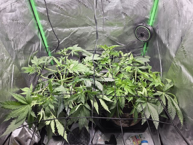 White Widow + Papaya Bomb — vegetative, day 39