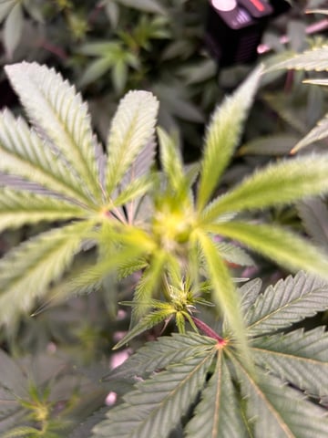 Am inside — flower, day 70