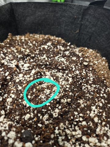 lemon cherry cookies auto — germination, day 7