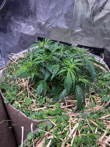 Round 1.5 — flower, day 37