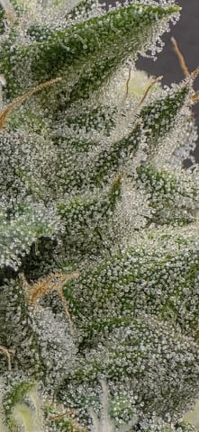 strawberry guava bx — flower, day 14