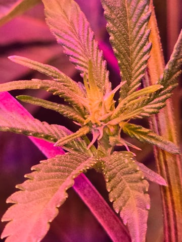 FIRST GROW — flower, day 38